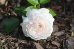 Heinrich Blanc rose photo