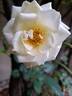 Schneewalzer rose photo