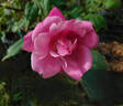 Five Yuan rose photo