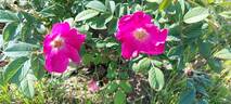 Atropurpurea rose photo