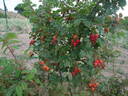 Atropurpurea rose photo