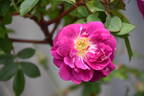 Amadis rose photo