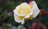 Lemon Spice rose photo