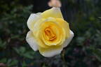 Golden Medallion rose photo