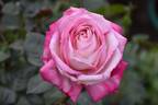 Louisa Jane rose photo