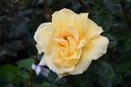 Fred Howard rose photo