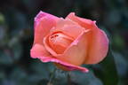 Helen Traubel rose photo