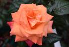 Royal Dane ® rose photo