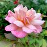 Magnolia Memories rose photo