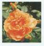 HORcogjil rose photo