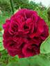 Louis van Houtte rose photo