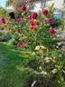 Louis van Houtte rose photo