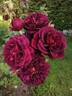 Tradescant rose photo