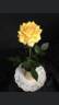 STBW16-2 rose photo