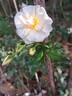 Diamant rose photo