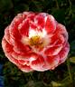 MACkinju rose photo