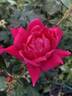 Pink Double Knock Out rose photo