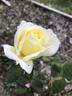 April Moon rose photo