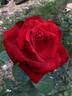 Grande Amore ® rose photo