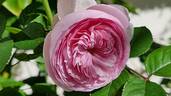 Olivia Austin rose photo