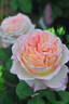 Aube rose photo