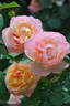 Aube rose photo