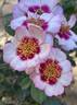 Diane Sommers rose photo