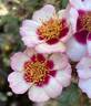 Diane Sommers rose photo