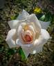 Penny Lane rose photo