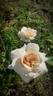 Penny Lane rose photo