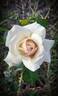 Penny Lane rose photo