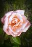 New Zealand rose photo