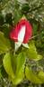 Acapella ® rose photo