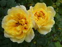 The Sun and the Heart rose photo