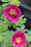 Ann Endt rose photo