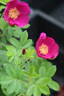 Ann Endt rose photo
