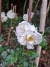 Diamant rose photo