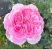 Roseraie du Chatelet rose photo