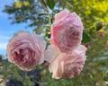 William Morris rose photo