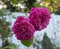 Lady of Megginch rose photo
