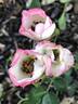 Teacups rose photo