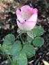 Teacups rose photo