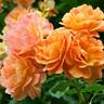 Westerland rose photo