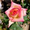 RBG rose photo