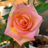 RBG rose photo