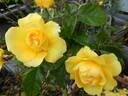 Golden Smiles rose photo