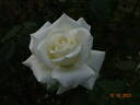 Virgo rose photo