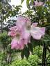 Harbinger rose photo