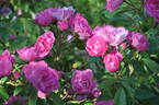 Gartendirektor Otto Linne rose photo