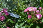 Gartendirektor Otto Linne rose photo